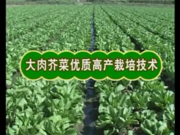 大肉芥菜优质高产栽培技术--柳州党建