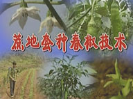 蔗地套种春椒技术--柳州党建