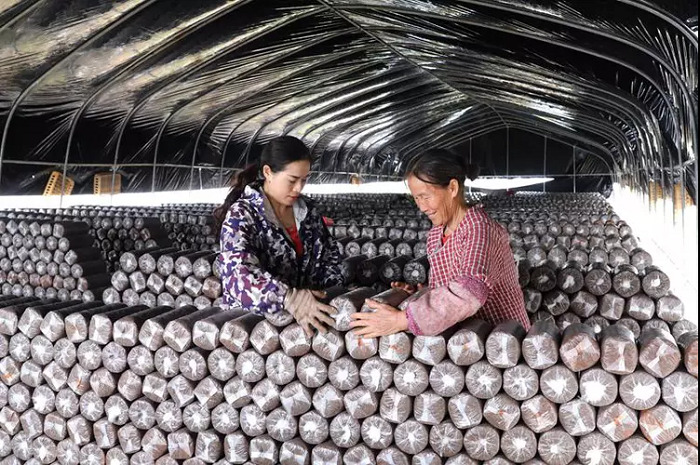 成团镇螺蛳粉原料基地木耳种植示范区1.jpg