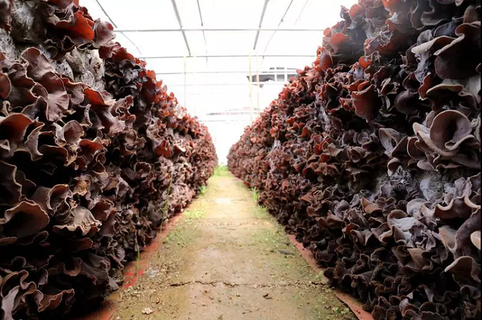 成团镇螺蛳粉原料基地木耳种植示范区2.jpg