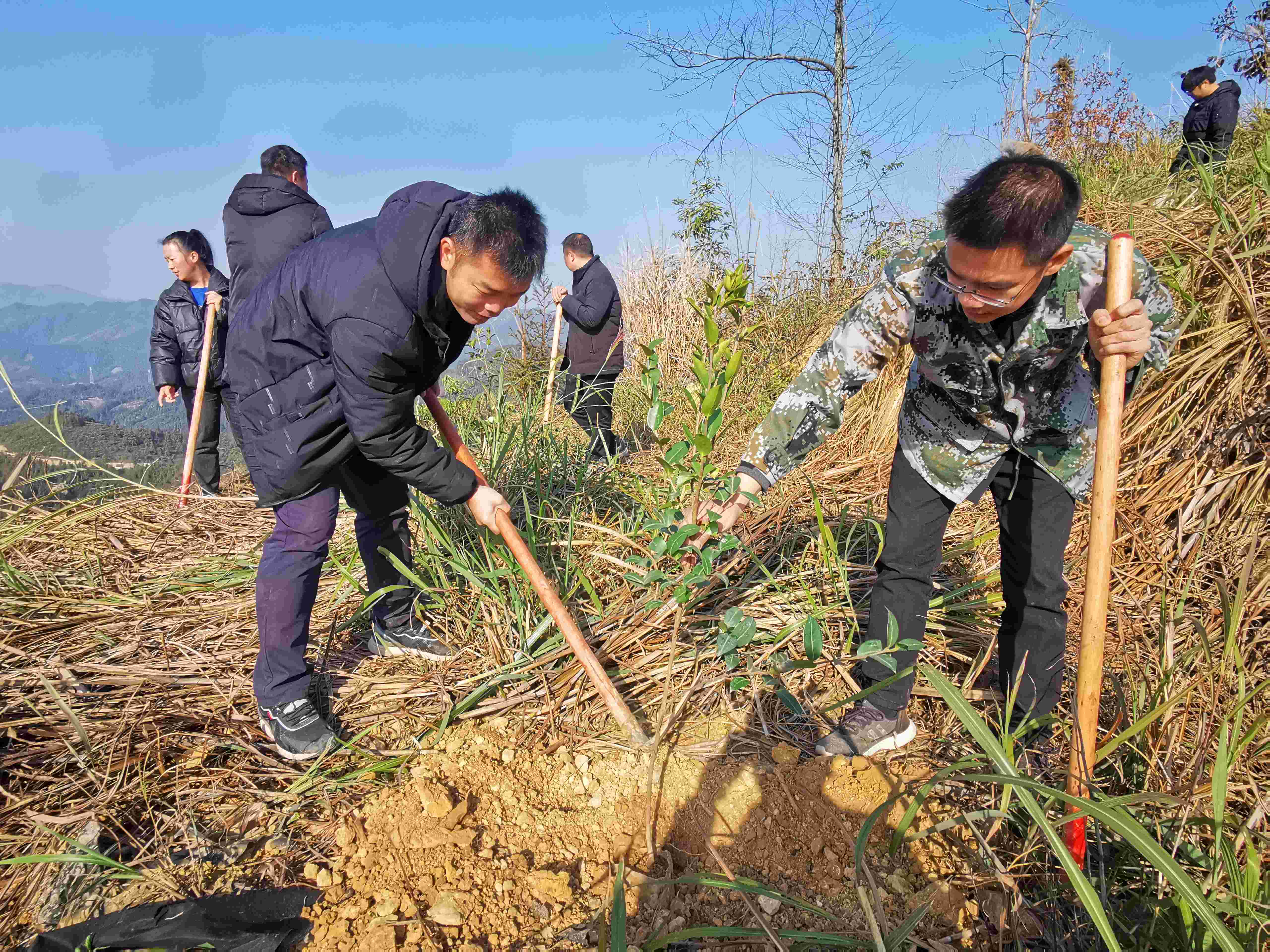 油茶种植活动图片3.jpg
