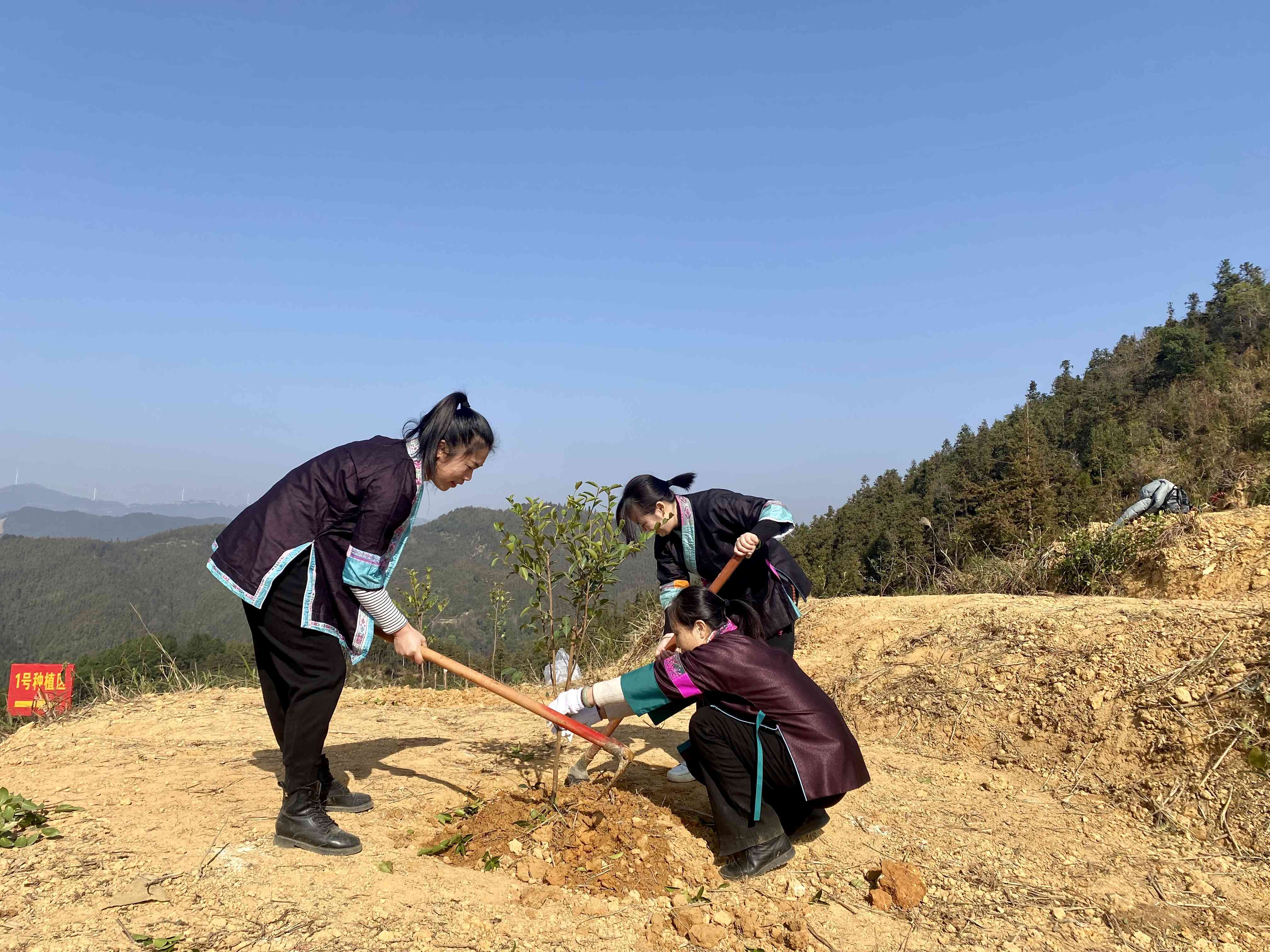 油茶种植活动图片2.jpg