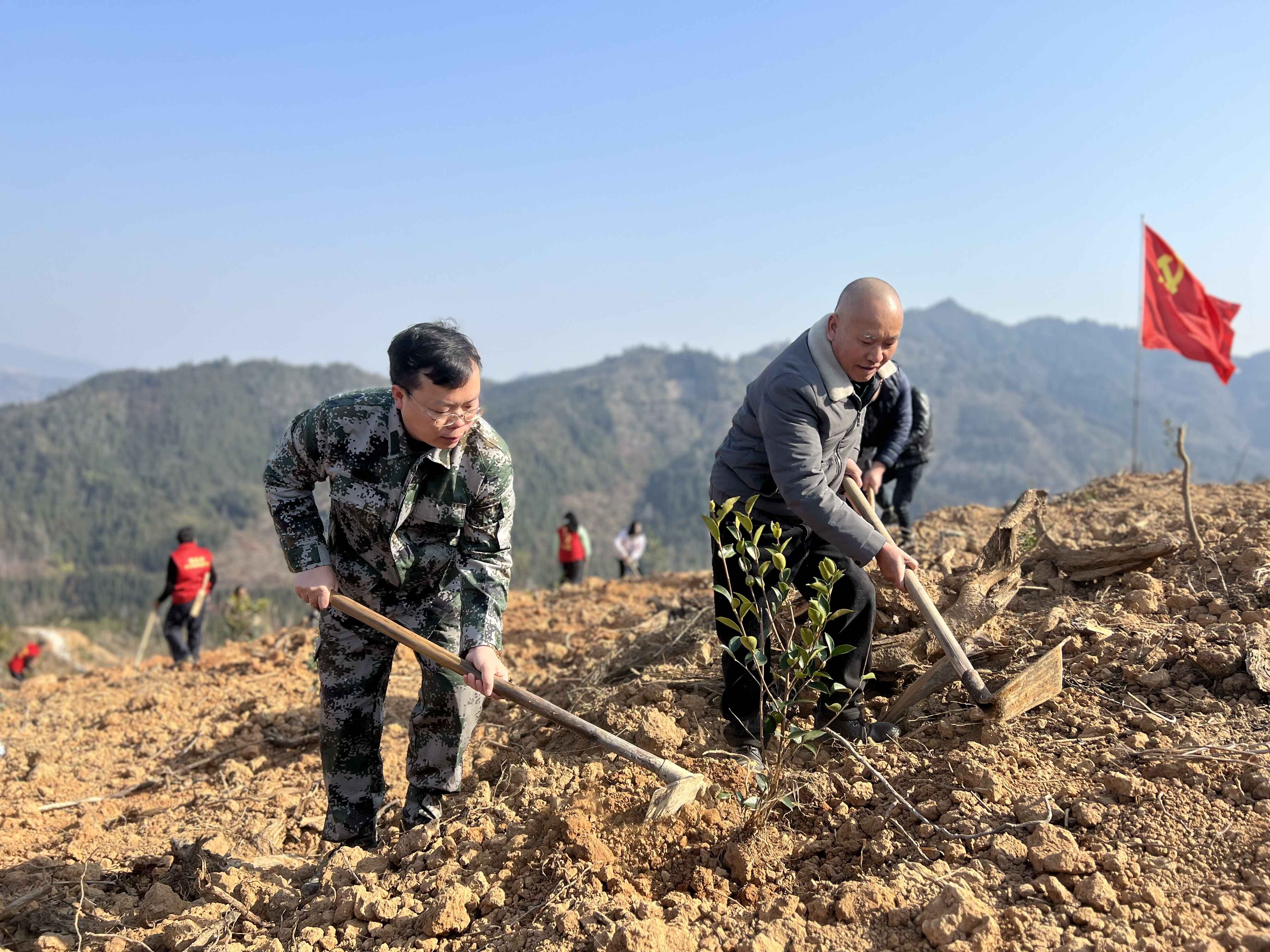 梅林乡党委书记杨献波(前排左一)在种植油茶树。吴赵理摄.jpg