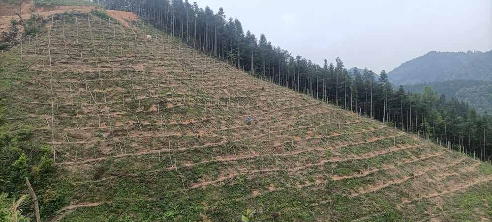 程村乡大树村致富带头人王柳庆罗汉果种植基地.jpg